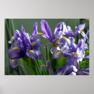 Paarse Iris Flowers Poster Art Print