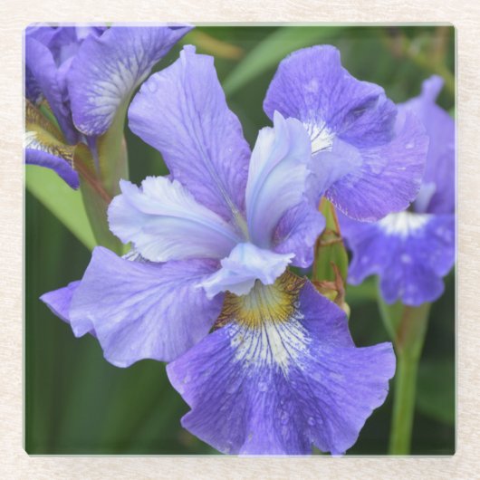 Paarse iris glazen onderzetter (Voorkant)