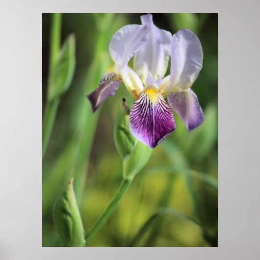 Paarse Iris in de zon Poster (Voorkant)