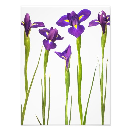 Paarse IRIS - Iris Flower Gepersonaliseerd Sjabloo Foto Afdruk (Voorkant)