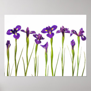 Paarse IRIS - Iris Flower Gepersonaliseerd Sjabloo Poster