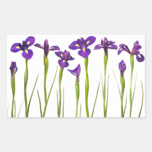Paarse IRIS - Iris Flower Gepersonaliseerd Sjabloo Rechthoekige Sticker