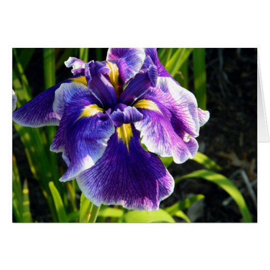 Paarse Iris-kaart (Voorkant Horizontaal)