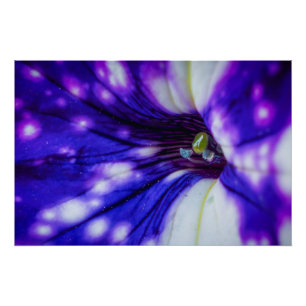 Paarse Iris Macro – Levendige Nabijopname Bloemkun Perfect Poster