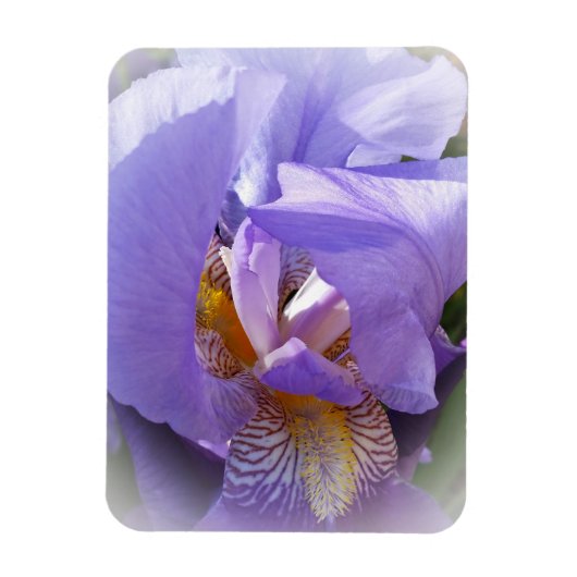 paarse iris magneet (Verticaal)