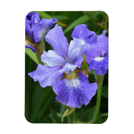 Paarse iris magneet (Verticaal)