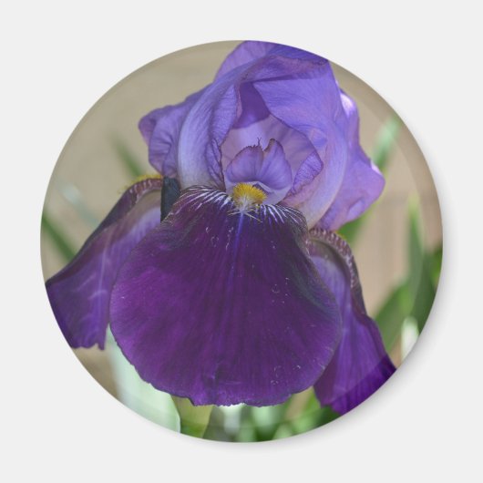 Paarse Iris Magneet (Voorkant)