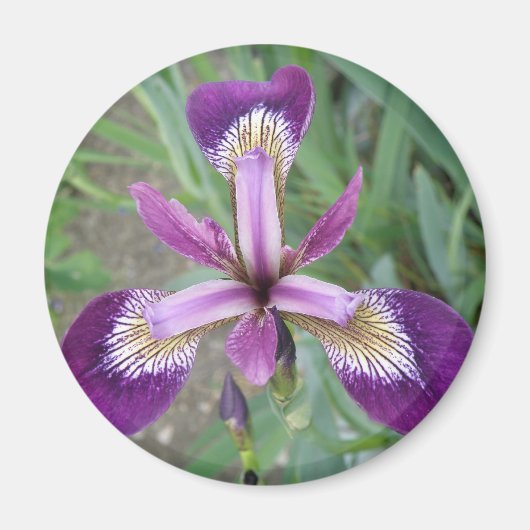 Paarse Iris Magneet (Voorkant)