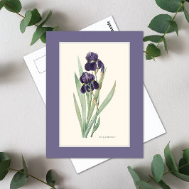 Paarse iris met baardstructuur Botanische route Briefkaart