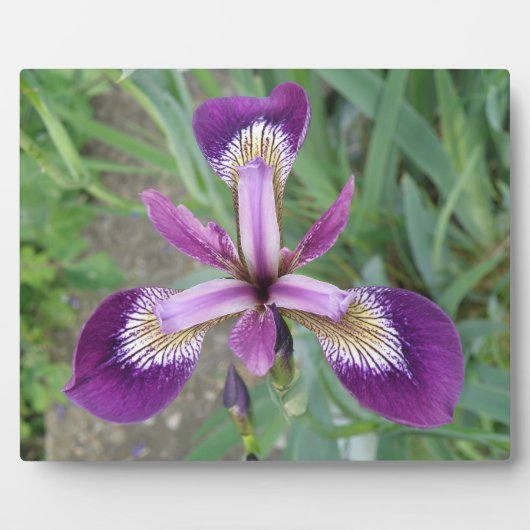 Paarse iris Plaque Fotoplaat (Voorkant)