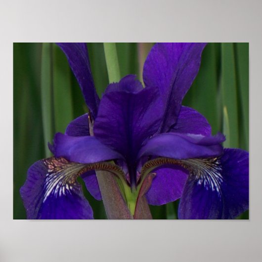 Paarse Iris Poster (Voorkant)
