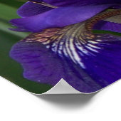 Paarse Iris Poster (Hoek)