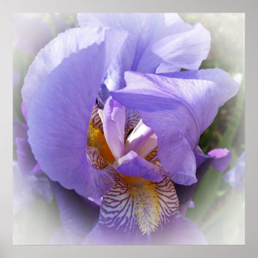 paarse iris poster (Voorkant)