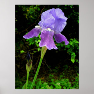 Paarse Iris Poster