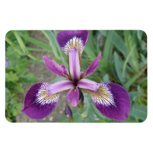 Paarse Iris Premium Magnet Magneet