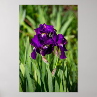 Paarse Iris Print