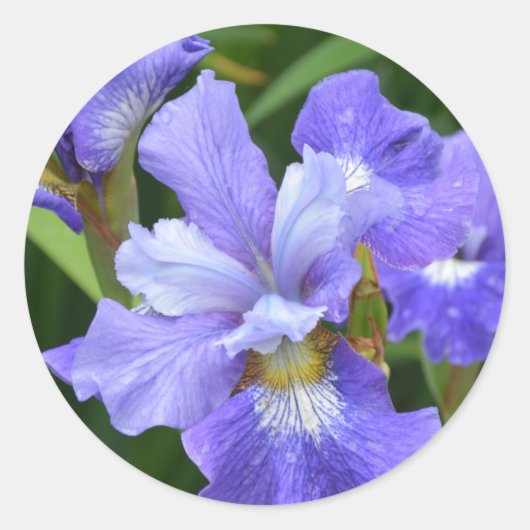 Paarse iris ronde sticker (Voorkant)