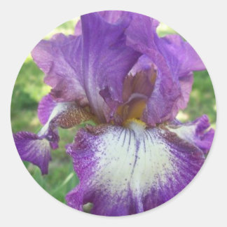 Paarse Iris Ronde Sticker