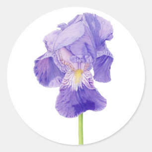 Paarse Iris Sticker