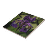 Paarse Iris Tegeltje (Zijkant)
