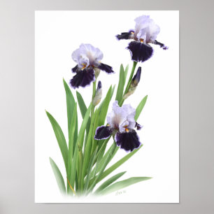 Paarse Iris Trio Originele Kunstprint Poster