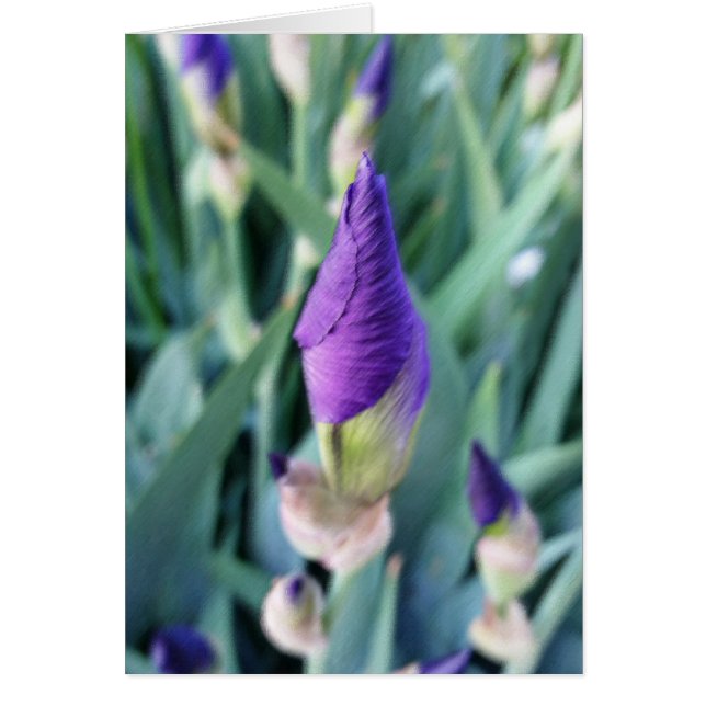 paarse irisbuis (Voorkant)