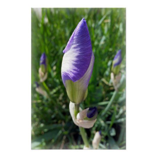 paarse irisbuis perfect poster (Voorkant)