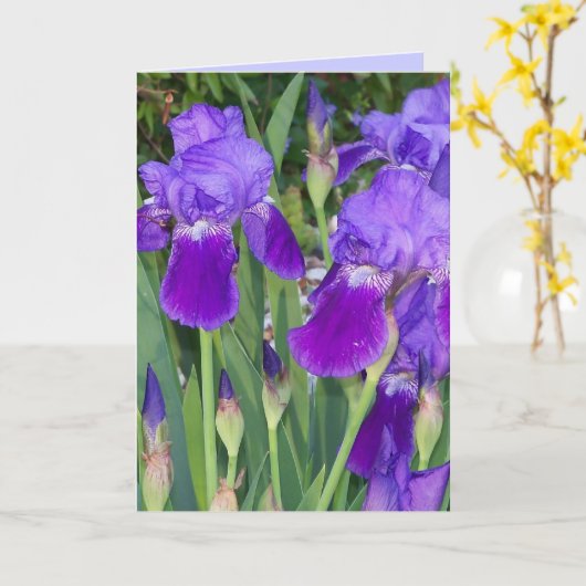 Paarse Irises Birthday Kaart (Gele Bloem)