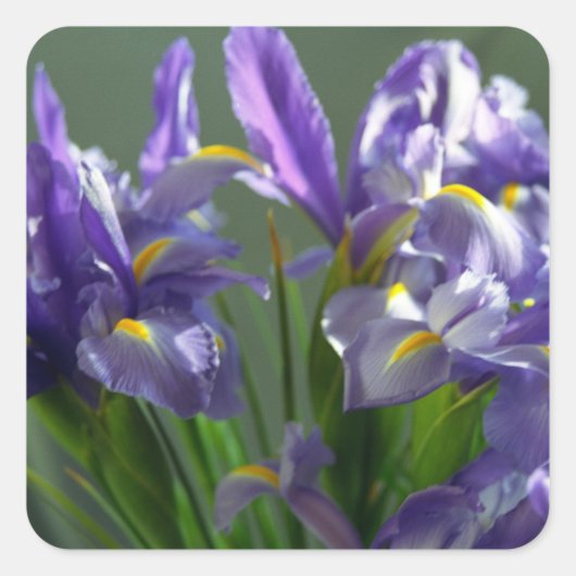 Paarse Irises Flower Art Sticker Decals (Voorkant)