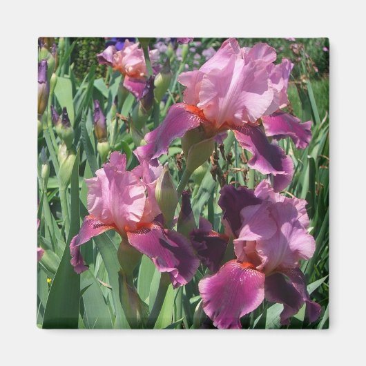 Paarse Irises Spring Floral Magneet (Voorkant)