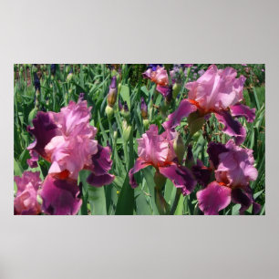 Paarse Irises Spring Floral Poster