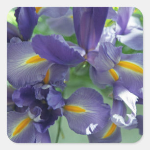 Paarse Irises-Stickers voor het aanzwengelen van k Vierkante Sticker