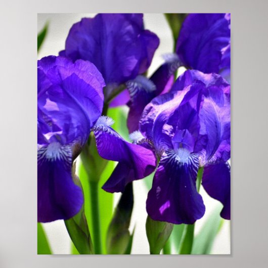 Paarse Irises Vloer Poster (Voorkant)