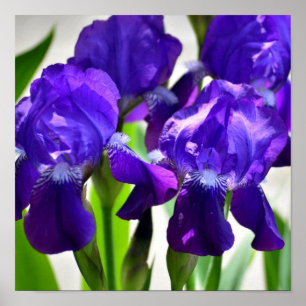 Paarse Irises Vloer Poster