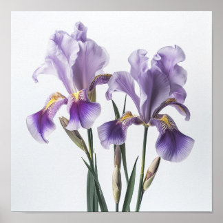 Paarse irissen bloemenkunst print Poster