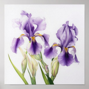 Paarse irissen bloemenkunst print Poster