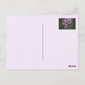 Paarse irissen  briefkaart (Achterkant)