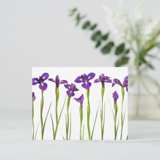 Paarse irissen geïsoleerd op een witte achtergrond briefkaart (Staand voorkant)