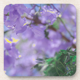 Paarse Jacaranda-boombloemen Bier Onderzetter