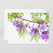 Paarse Jacaranda Flowers Briefkaart (Voorkant / Achterkant)