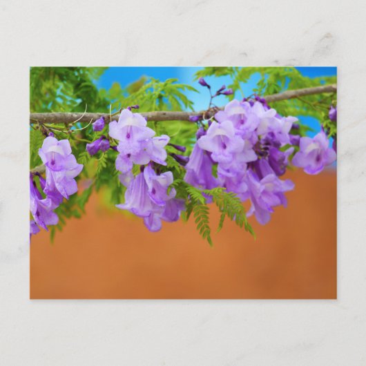 Paarse Jacaranda Flowers Briefkaart (Voorkant)