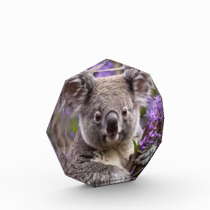 Paarse Jacaranda Koala Beer, Fotoblokken