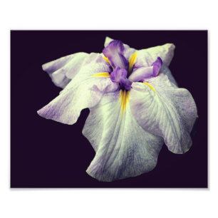 Paarse Japanse Iris Bloem Close Up 8x10 Foto Afdruk