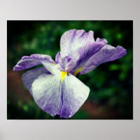 Paarse Japanse Iris-bloem ontvouwen