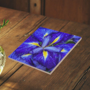 Paarse Japanse Iris Bloem Tegeltje