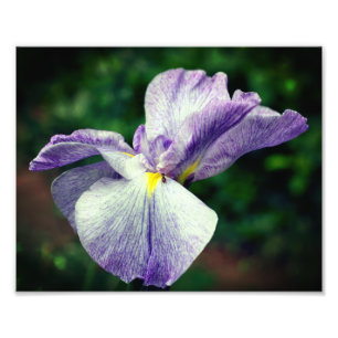 Paarse Japanse Iris Bloem Uitvouwend 8x10 Foto Afdruk