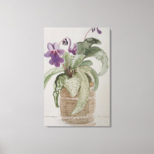 Paarse Kaapse Primula Waterverf Canvasprint Canvas Afdruk
