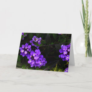 Paarse Kaart Lantana #1