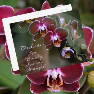 Paarse Karmozijnrode Orchideeën Bloemen Fotografis Briefkaart