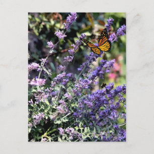 Paarse Kattemunt Bloem met Vlinder Briefkaart